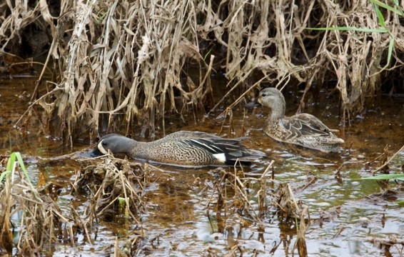 Blue-winged Teal - ML575653321