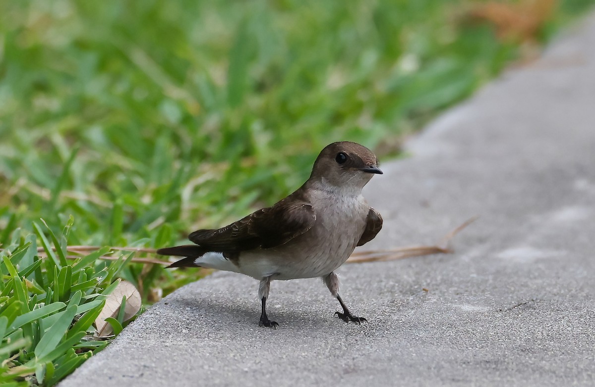 Northern Rough-winged Swallow - Peter Schreck