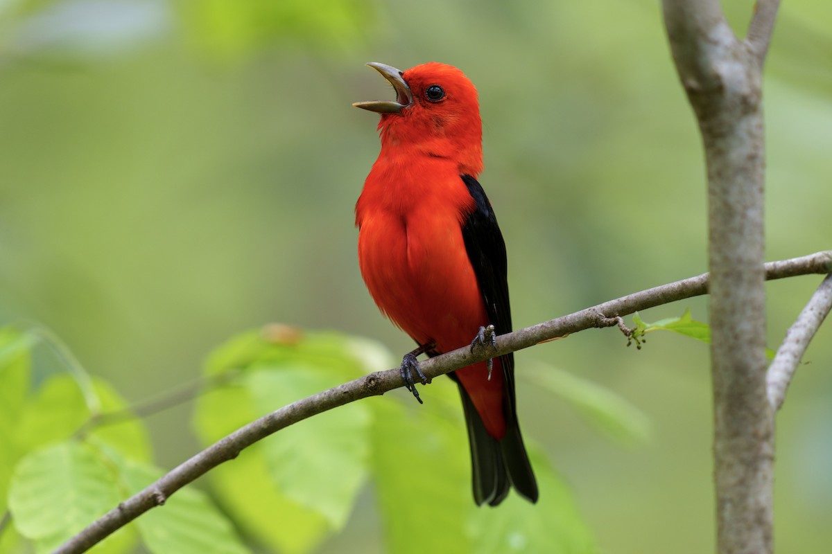 Scarlet Tanager - Jeff Hapeman