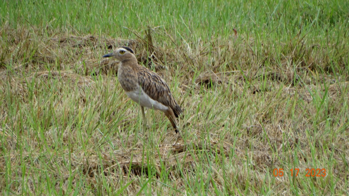 Double-striped Thick-knee - ML575653951