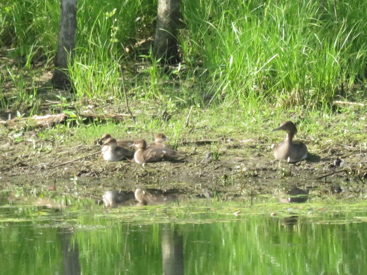 Hooded Merganser - ML575654001