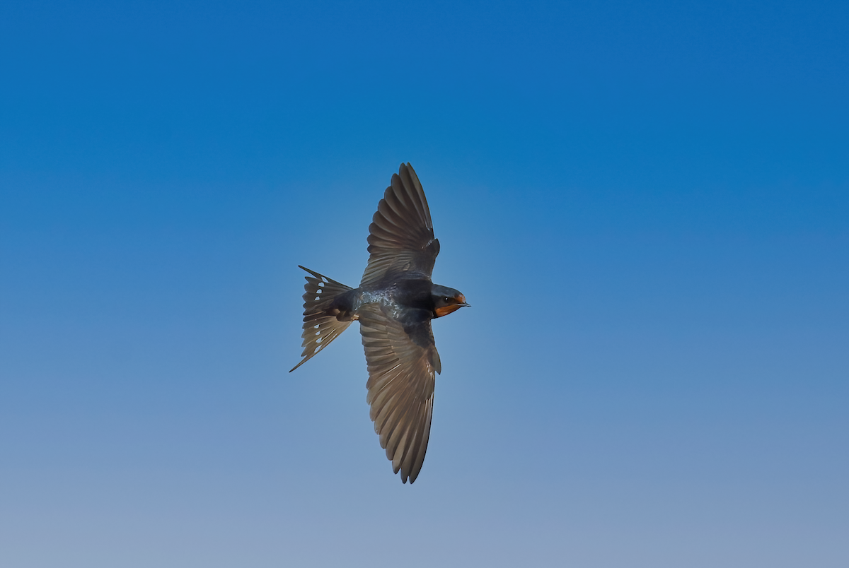 Barn Swallow - Peter Schreck