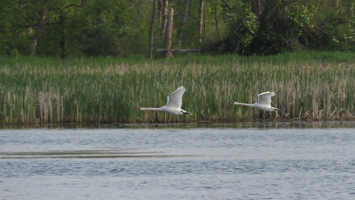 Mute Swan - ML575654201