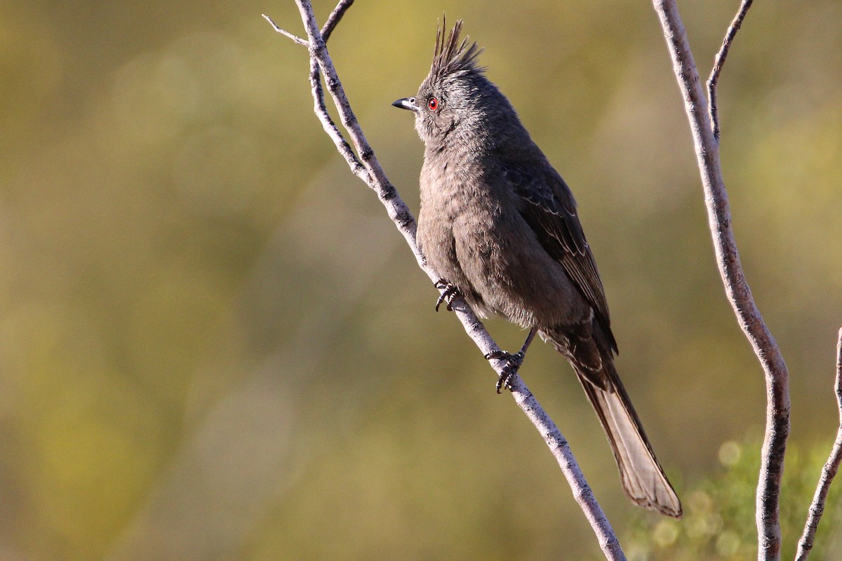 Phainopepla - Alex George