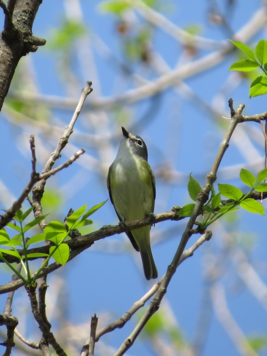 Blue-headed Vireo - ML575655091