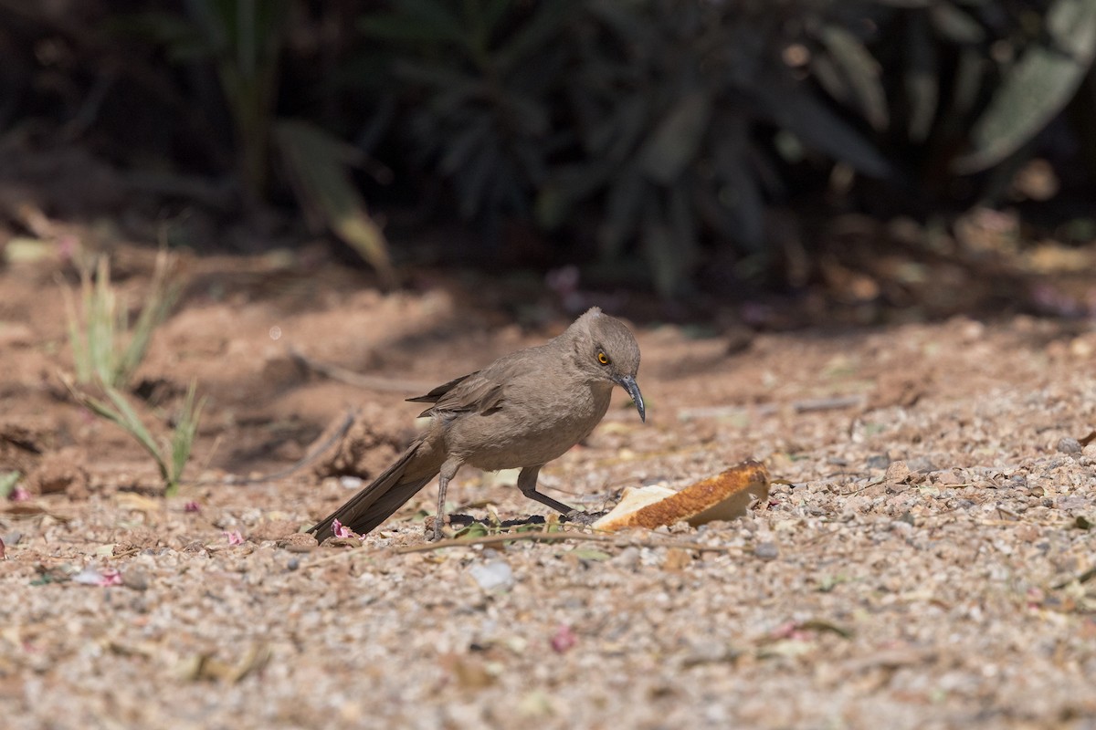 Curve-billed Thrasher - ML575655571