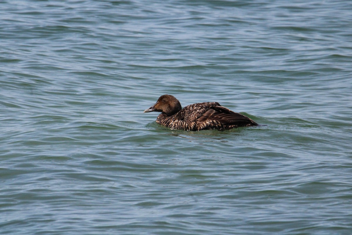 Common Eider - ML575655641