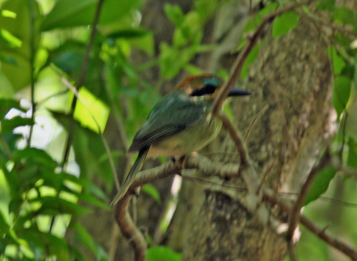 Tody Motmot - ML575656801
