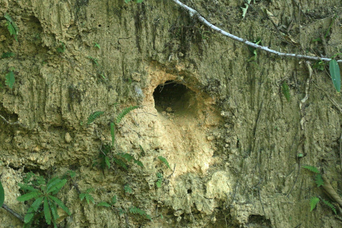 Tody Motmot - ML575656811