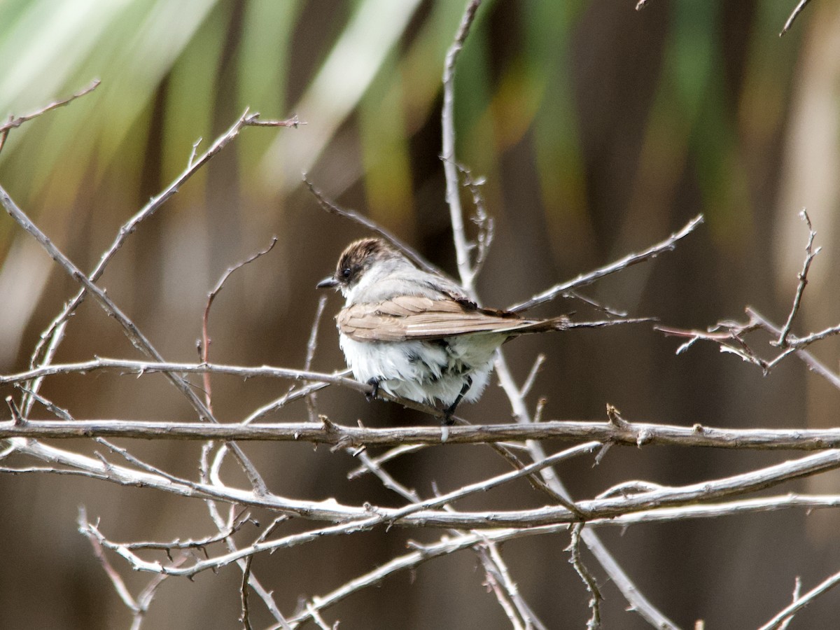 Fork-tailed Flycatcher - ML575656891