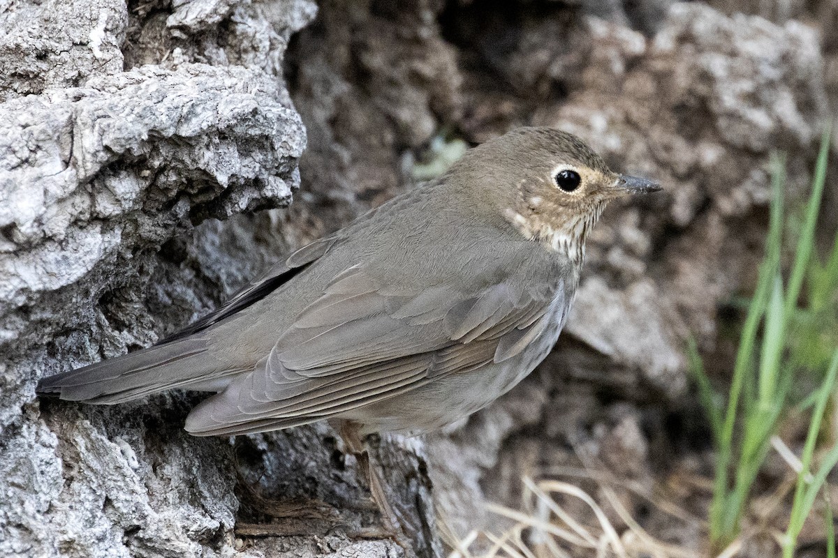 Swainson's Thrush - ML575656951