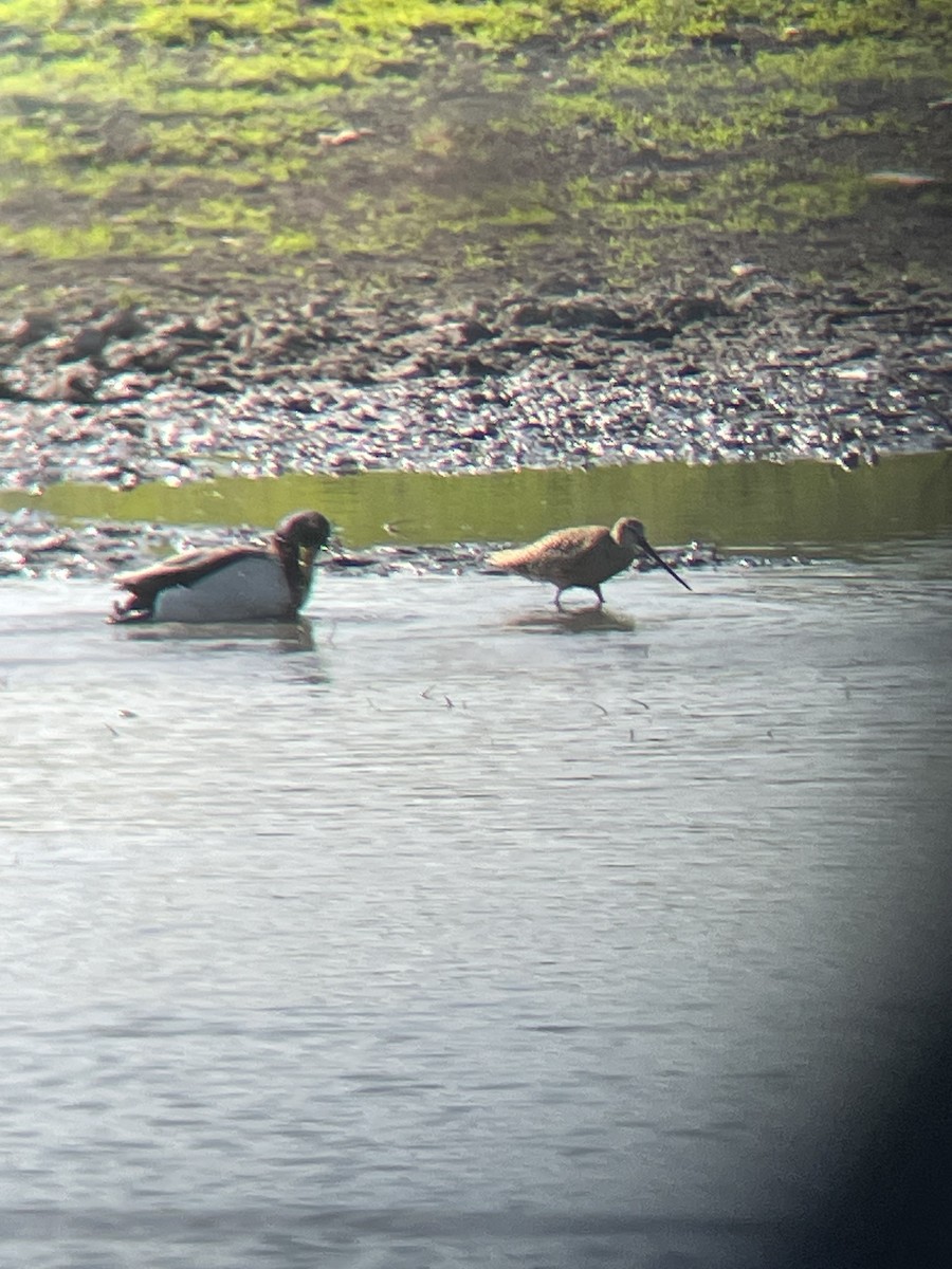 Marbled Godwit - ML575657381