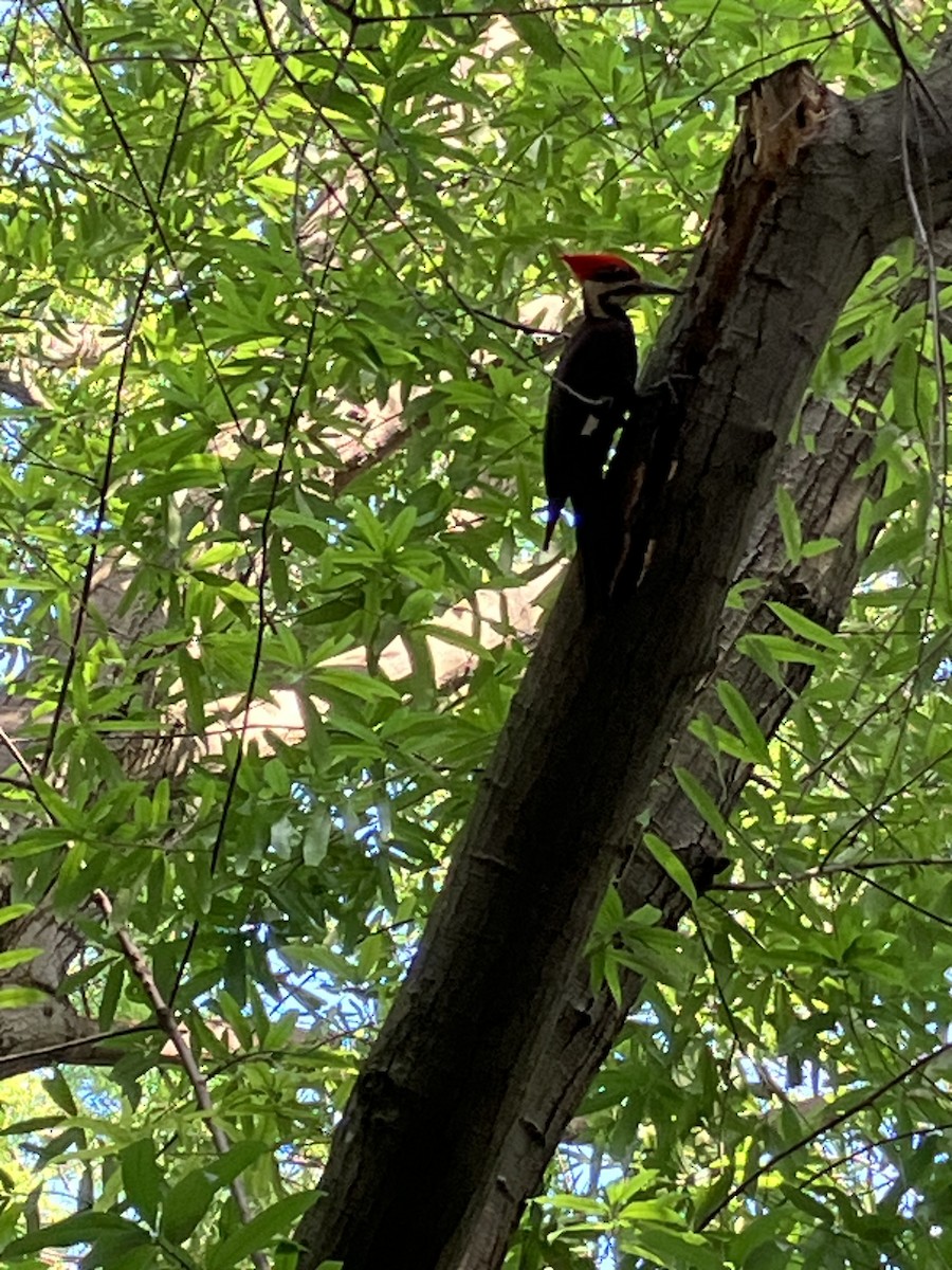 Pileated Woodpecker - ML575658081