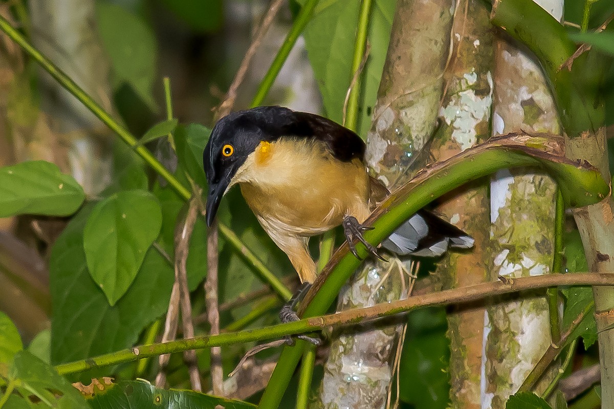 Black-capped Donacobius - Bob Dykstra