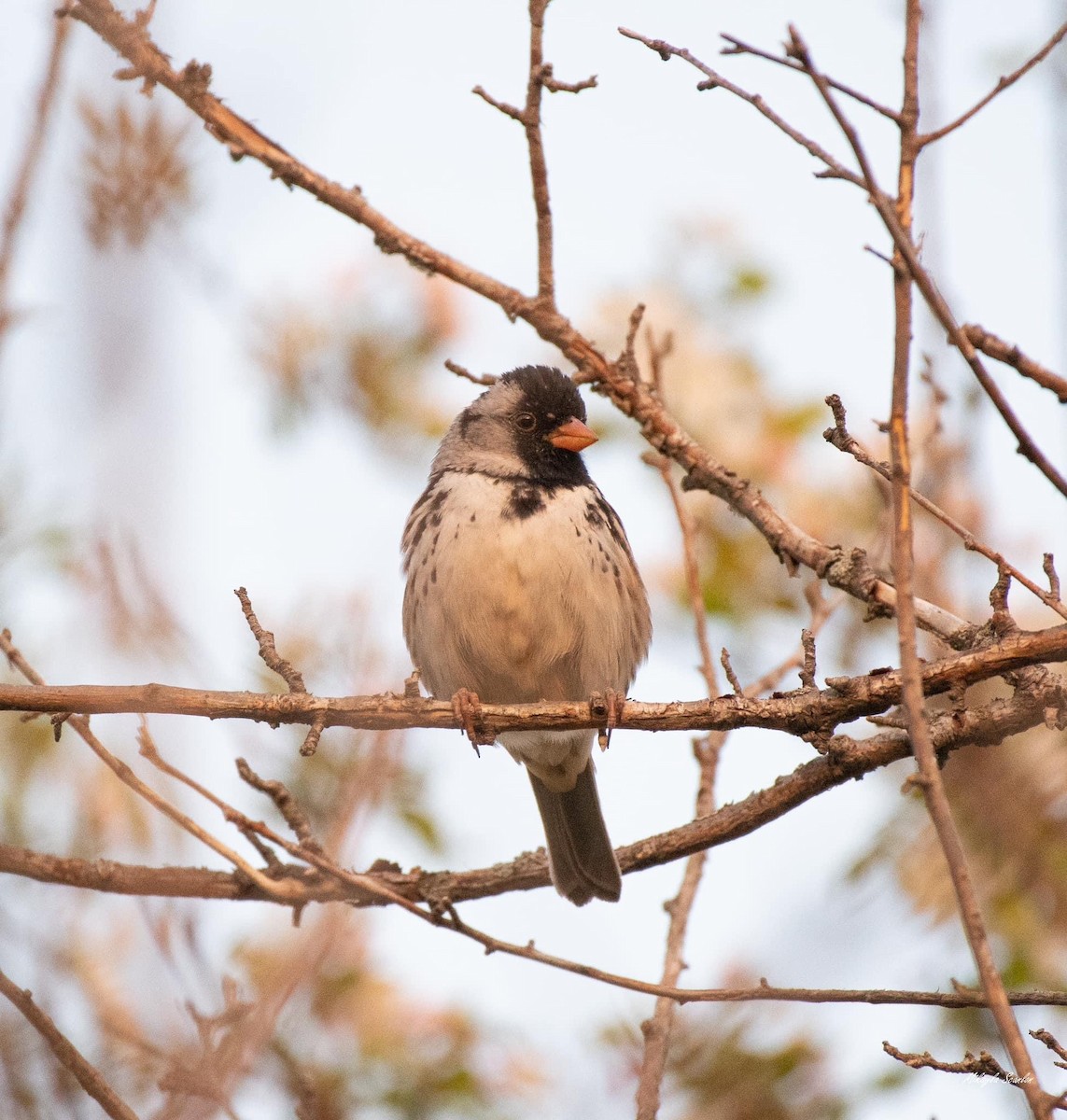 Harris's Sparrow - ML575659201