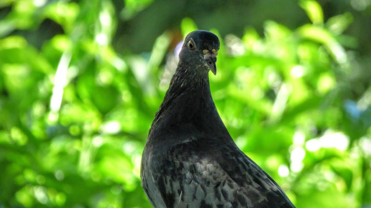 Rock Pigeon (Feral Pigeon) - ML57565951