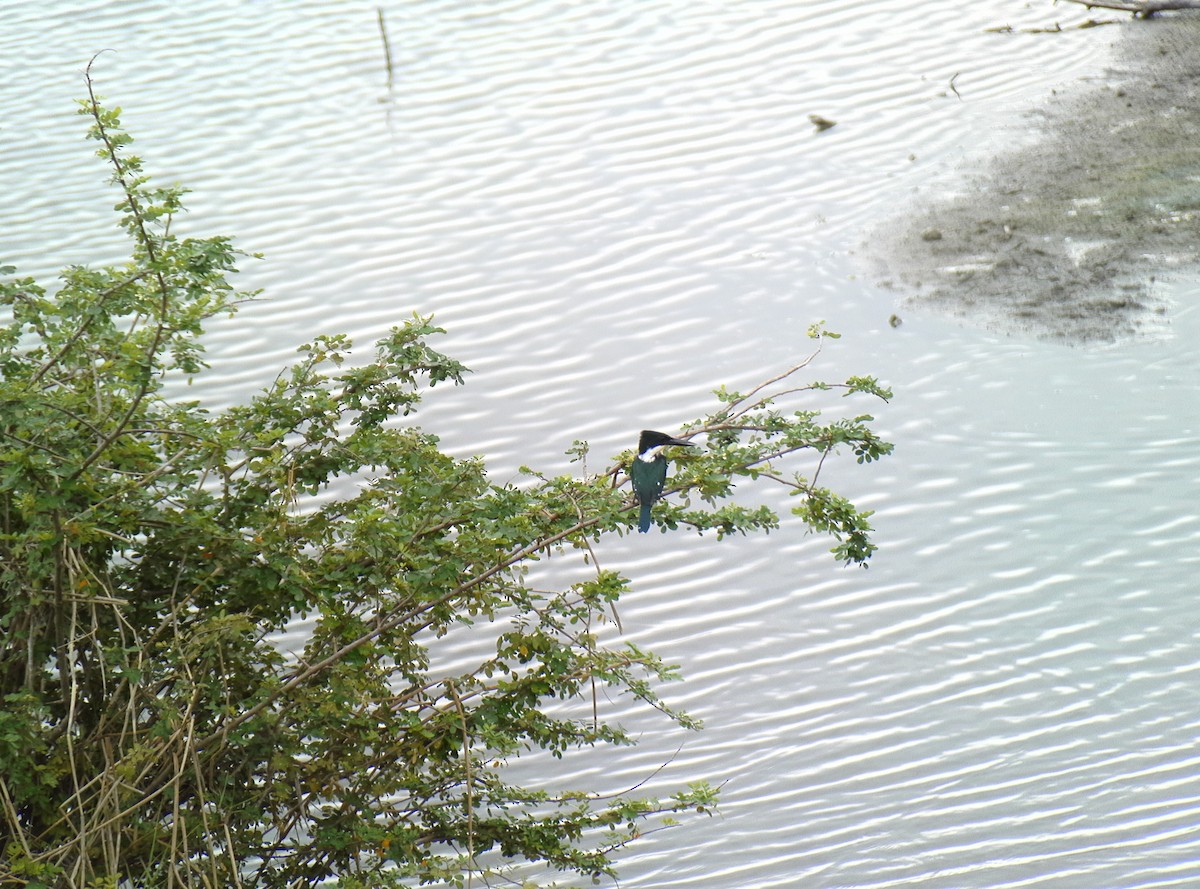 Green Kingfisher - Nick Odio