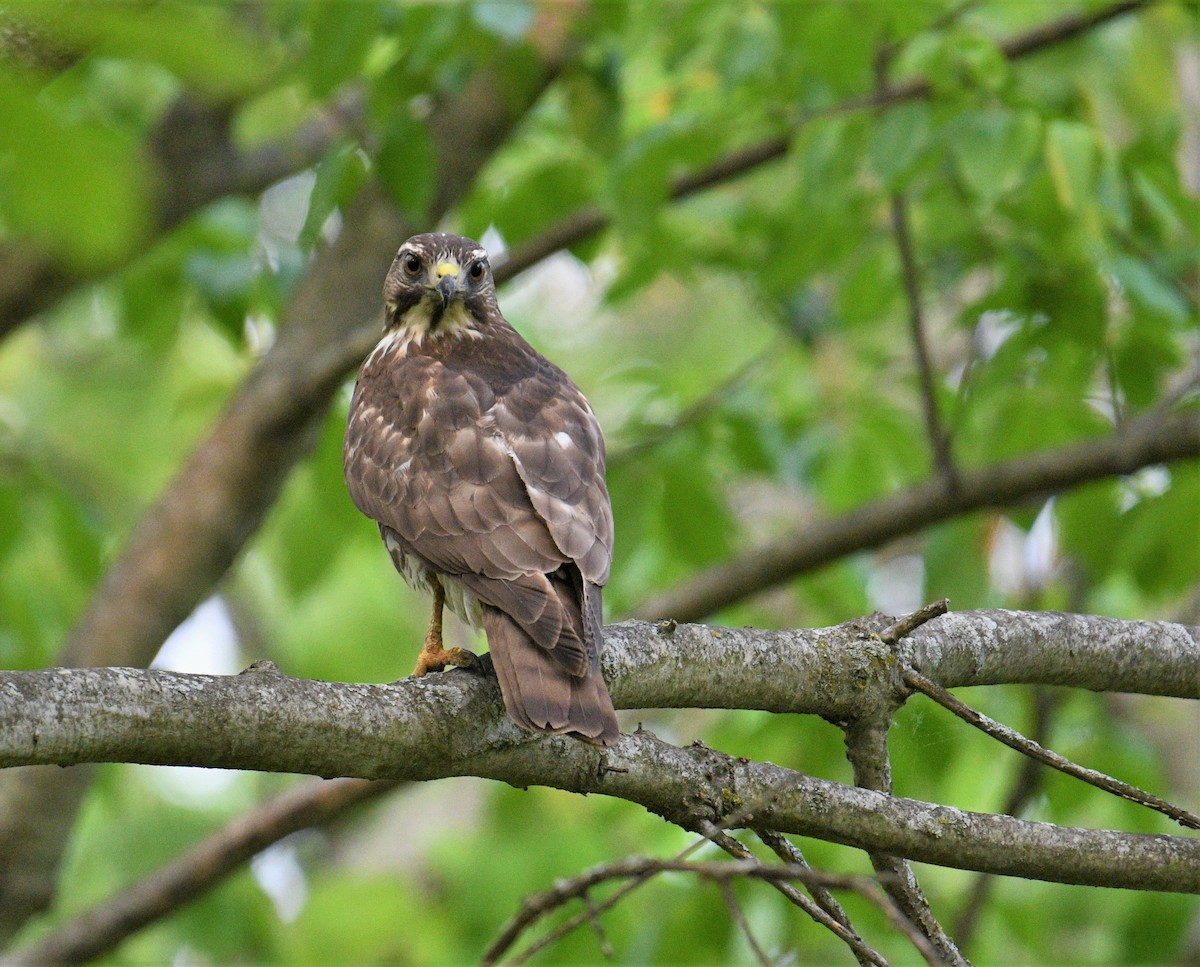 Broad-winged Hawk - ML575659841