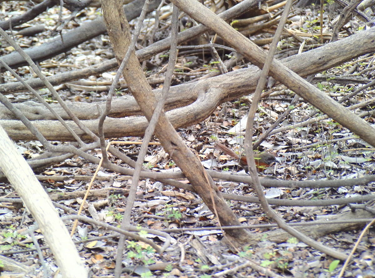 Rufous-breasted Spinetail - ML575660721