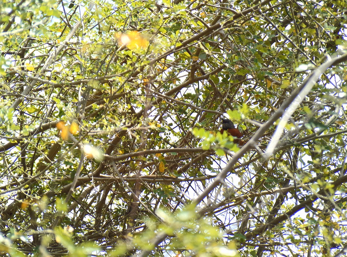 Rufous-breasted Spinetail - ML575660741