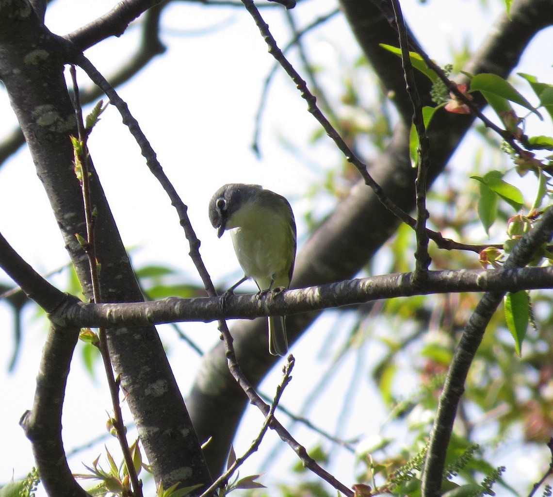 Blue-headed Vireo - ML57566141