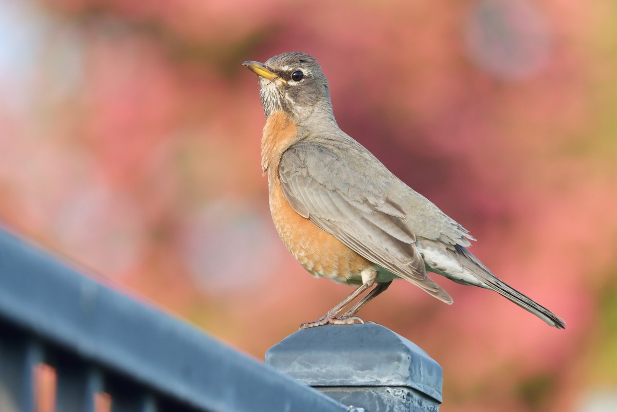 American Robin - ML575662061