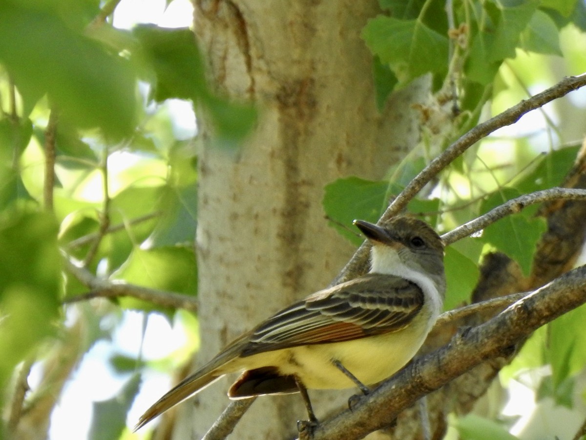 Brown-crested Flycatcher (Arizona) - Brian Ison