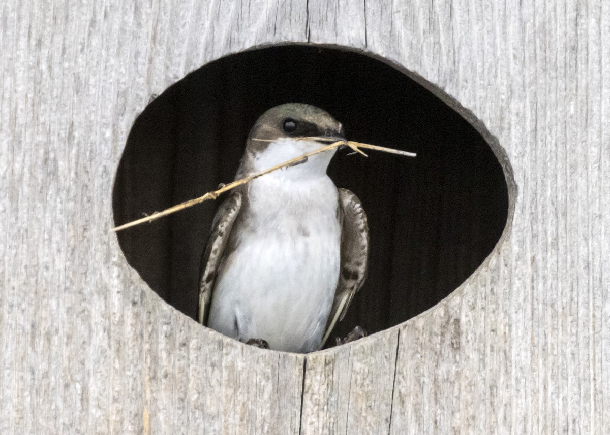 Tree Swallow - ML575662691