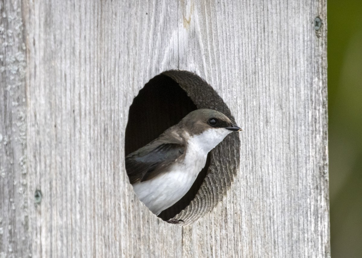 Tree Swallow - ML575662711