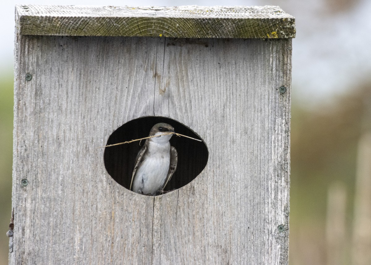 Tree Swallow - ML575662771