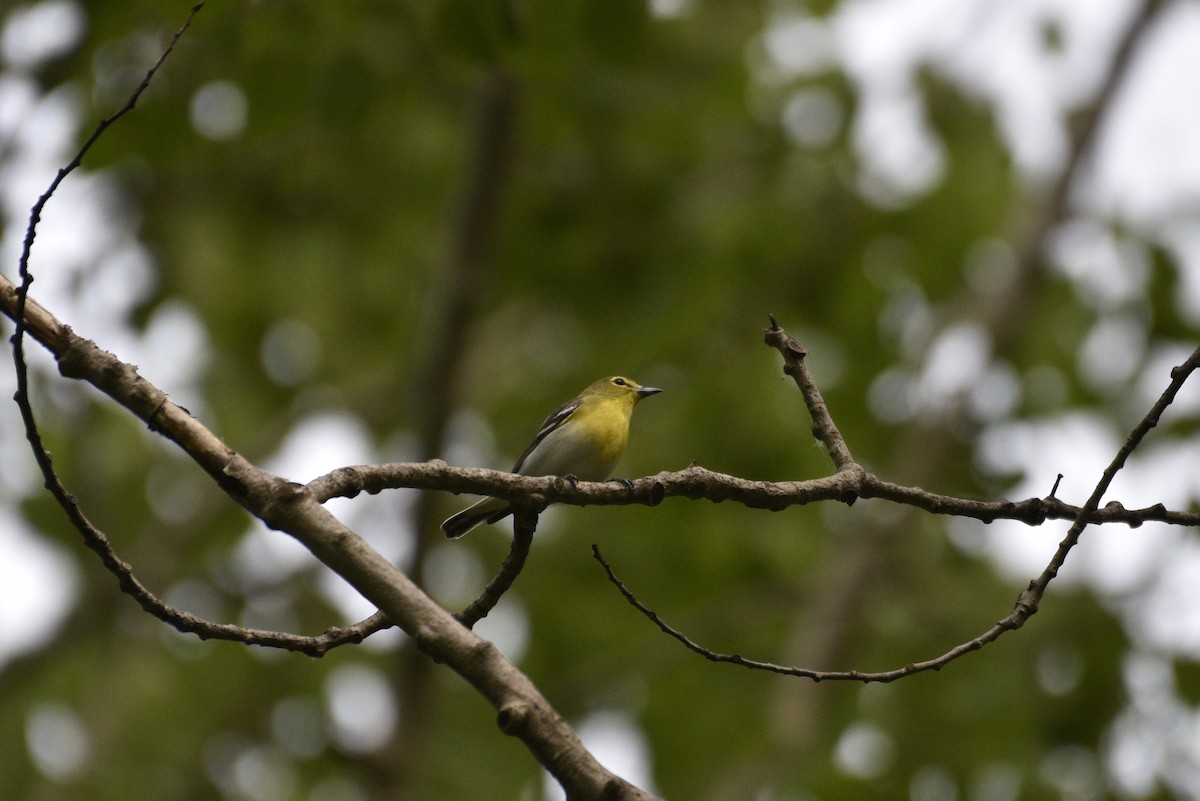 Yellow-throated Vireo - ML575663081