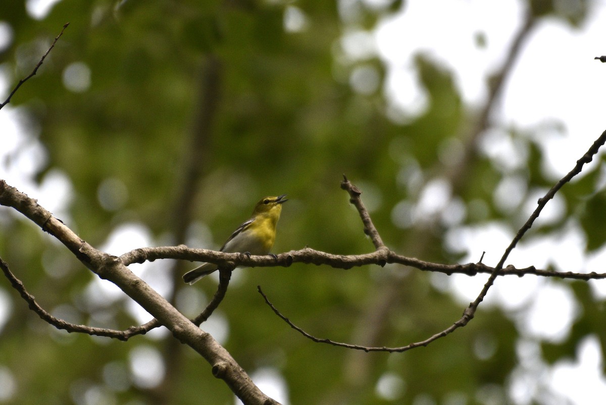 Yellow-throated Vireo - ML575663091