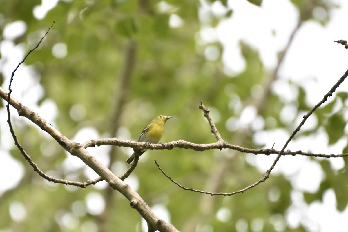 Viréo à gorge jaune - ML575663101