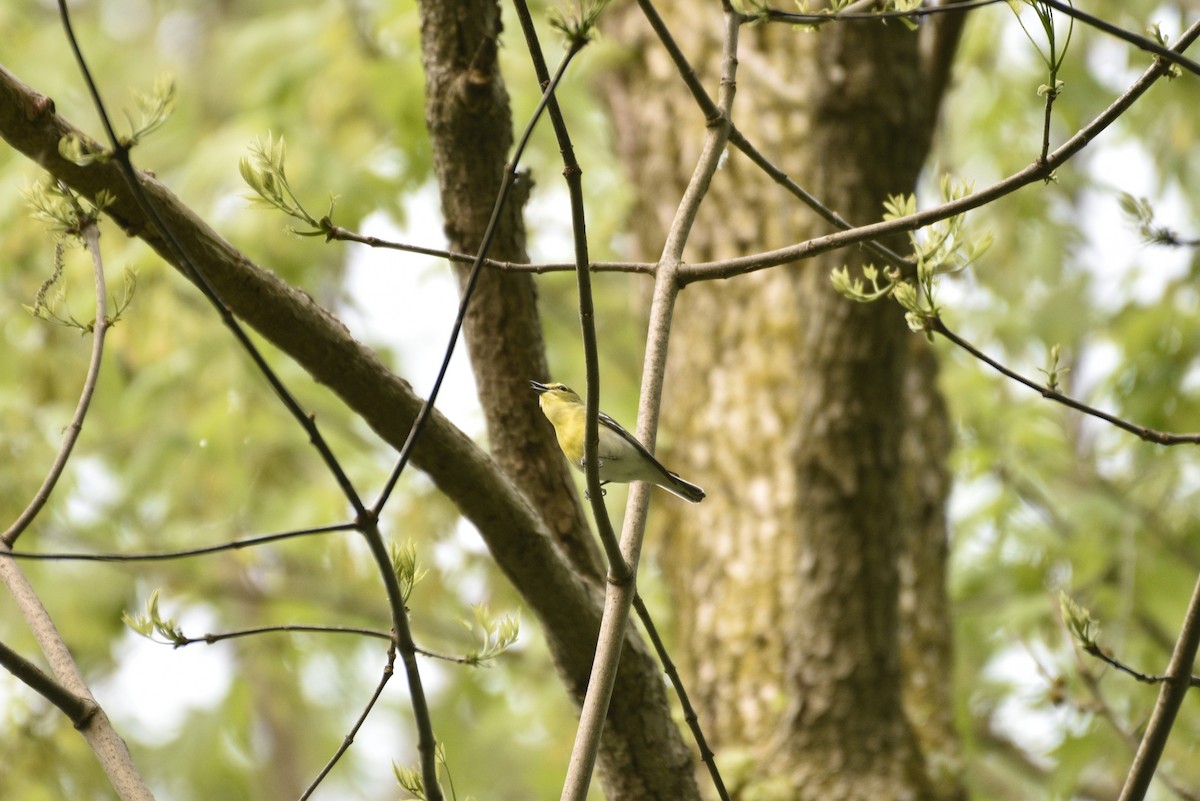 Yellow-throated Vireo - ML575663111