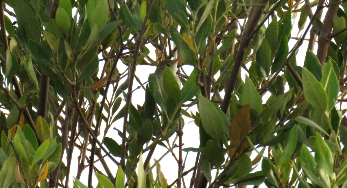 Eastern Olivaceous Warbler - ML57566331