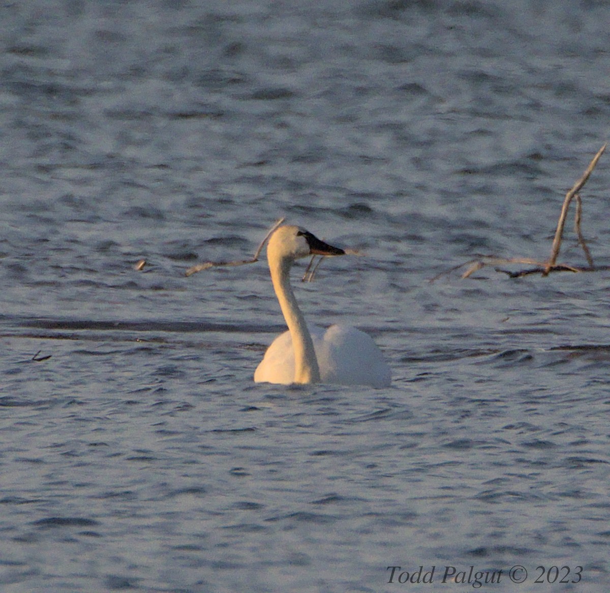 Tundra Swan - ML575663401