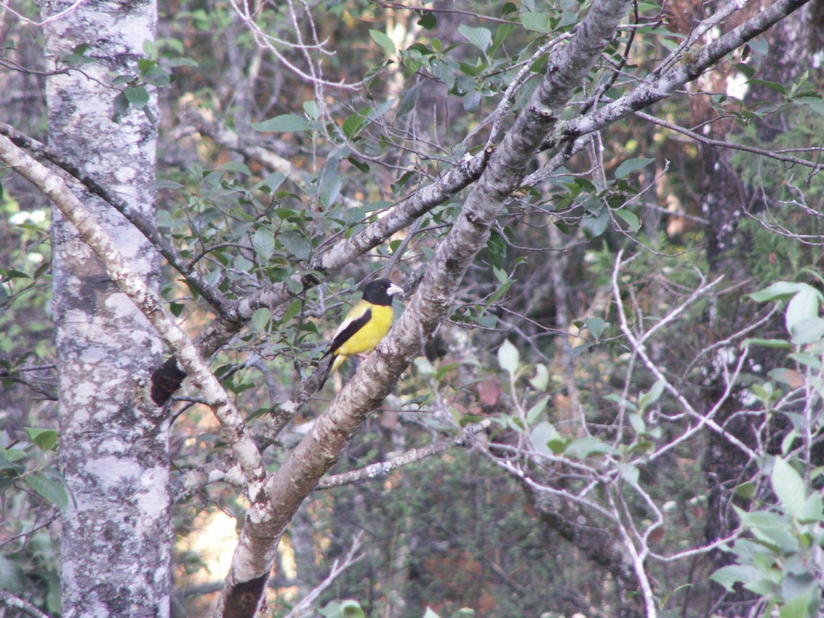 Hooded Grosbeak - ML575663821