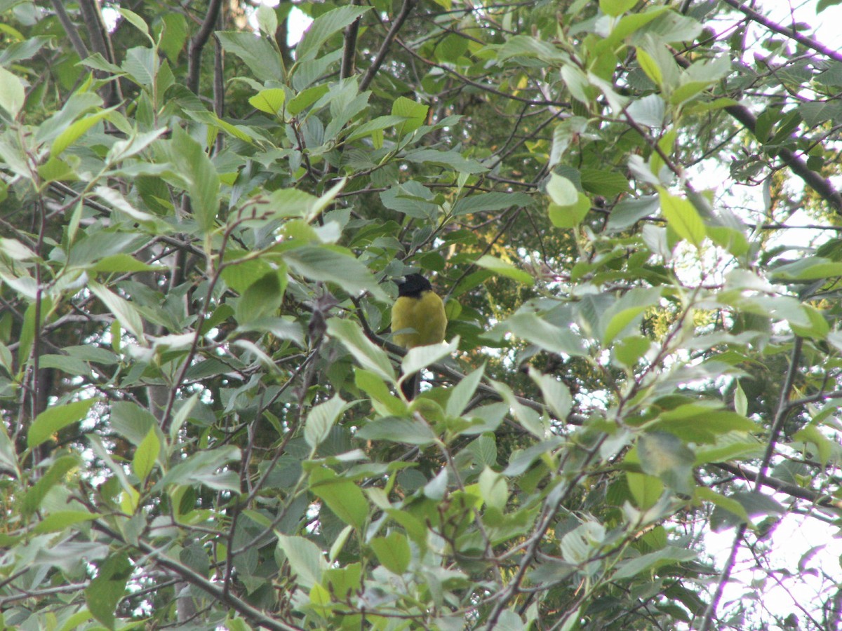 Hooded Grosbeak - ML575663911