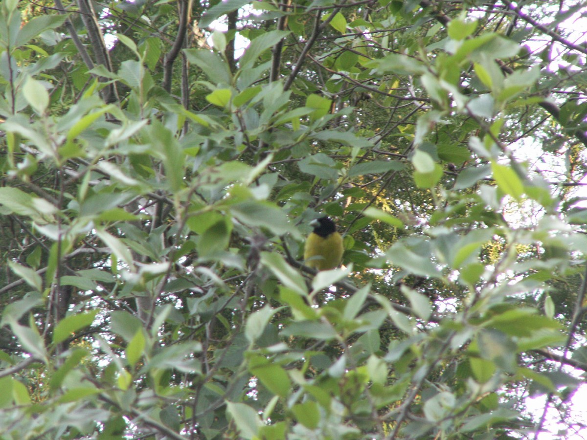 Hooded Grosbeak - michael carmody