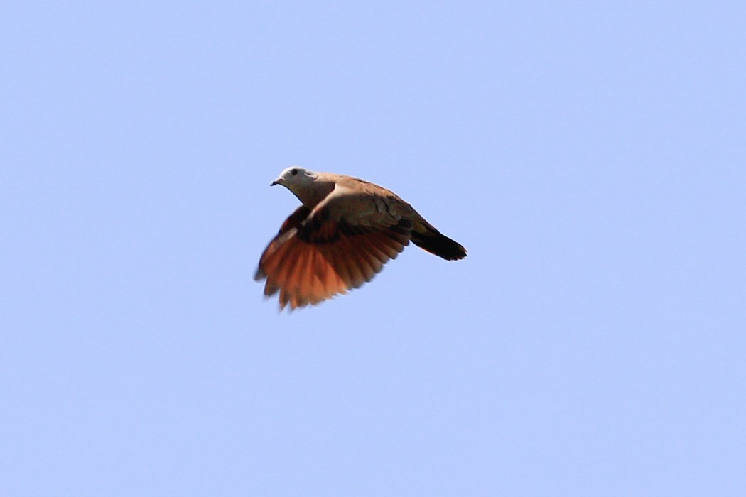 Ruddy Ground Dove - ML575663991