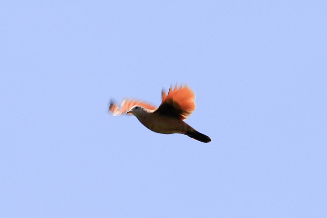 Ruddy Ground Dove - ML575664001