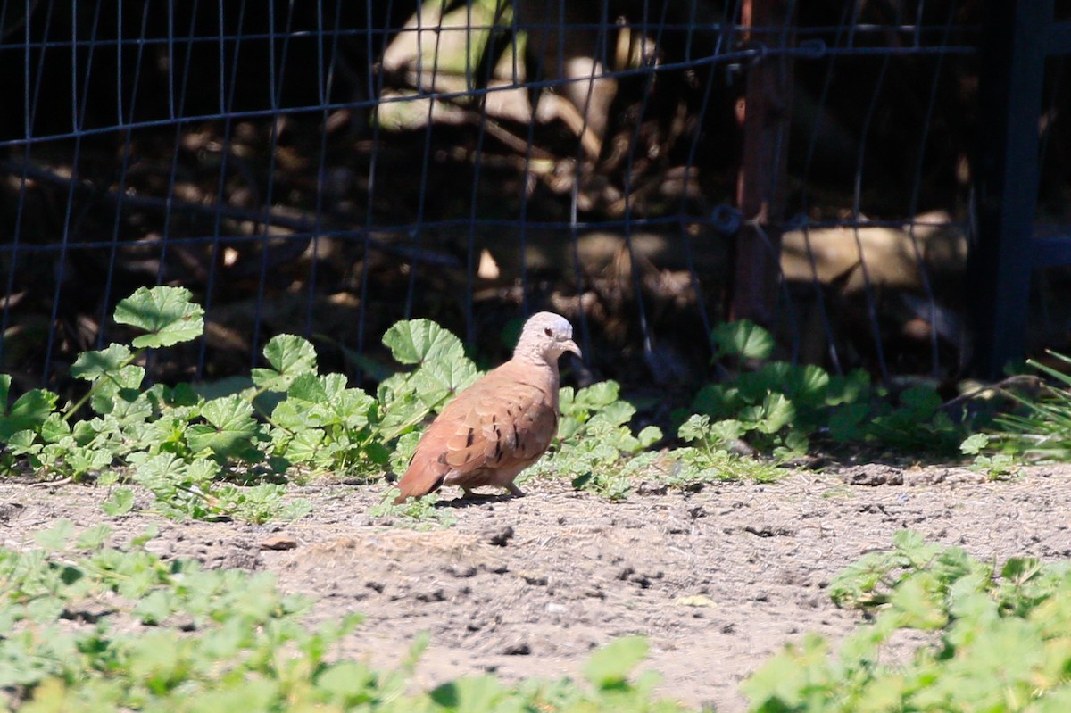 Ruddy Ground Dove - Sean Smith