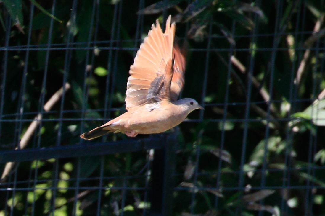 Ruddy Ground Dove - ML575664021