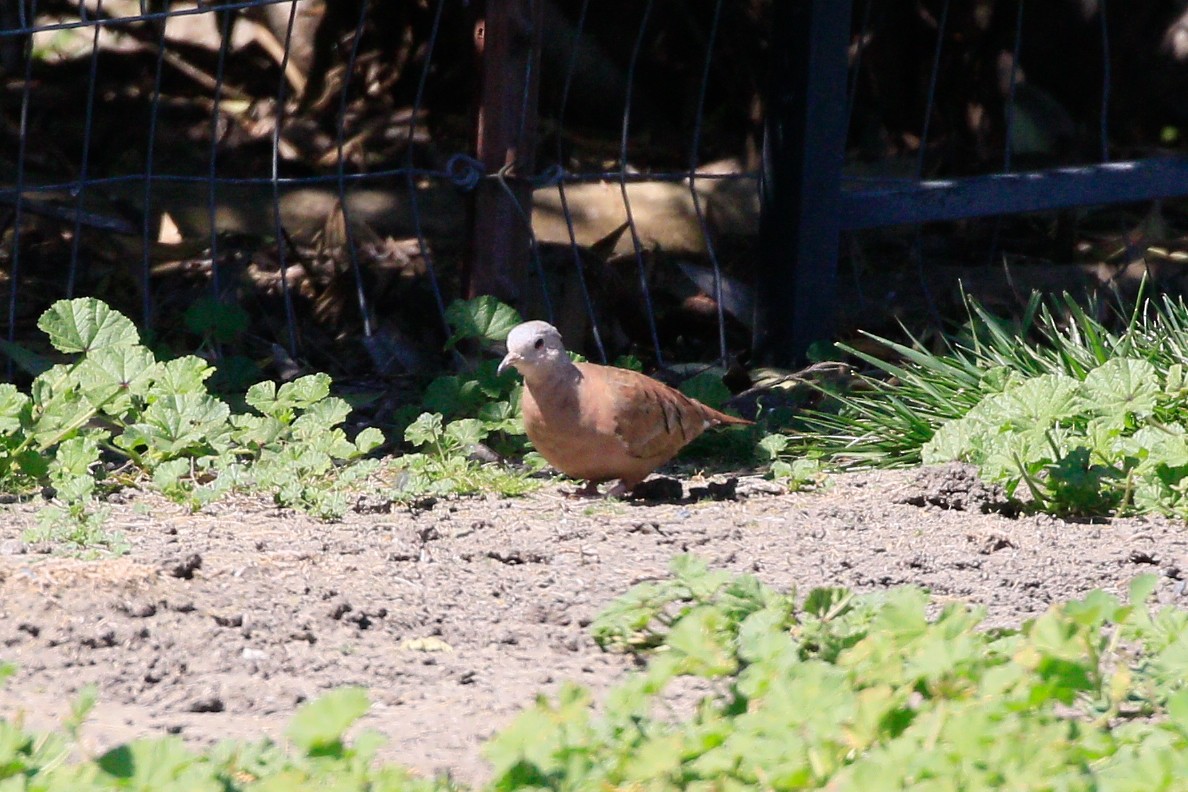 Ruddy Ground Dove - ML575664031