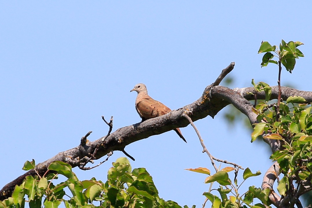 Ruddy Ground Dove - Sean Smith