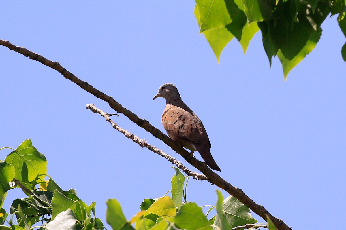 Ruddy Ground Dove - Sean Smith