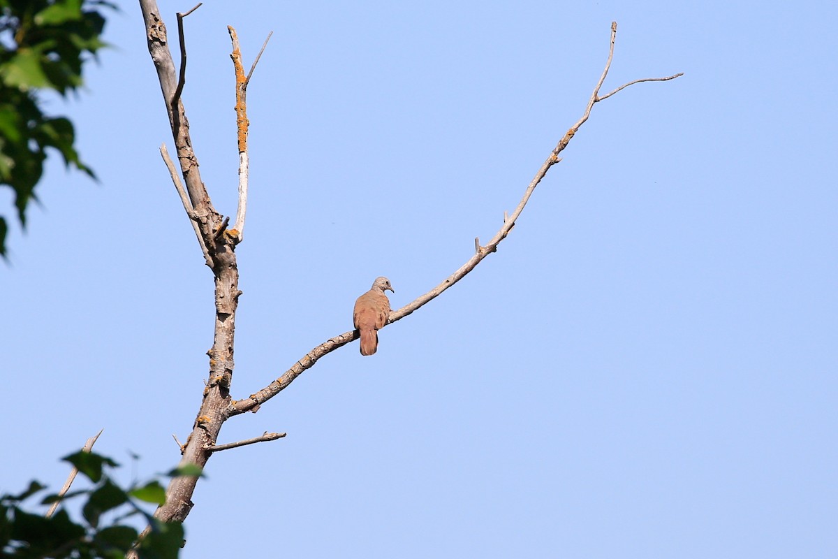 Ruddy Ground Dove - ML575664061