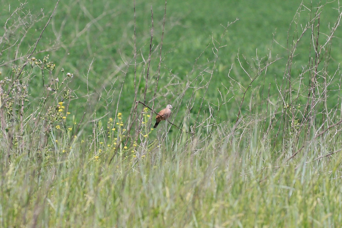 Ruddy Ground Dove - Sean Smith