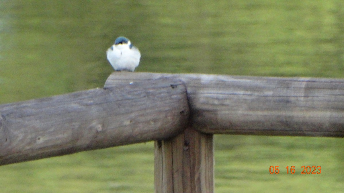 Hirondelle à ailes blanches - ML575664891