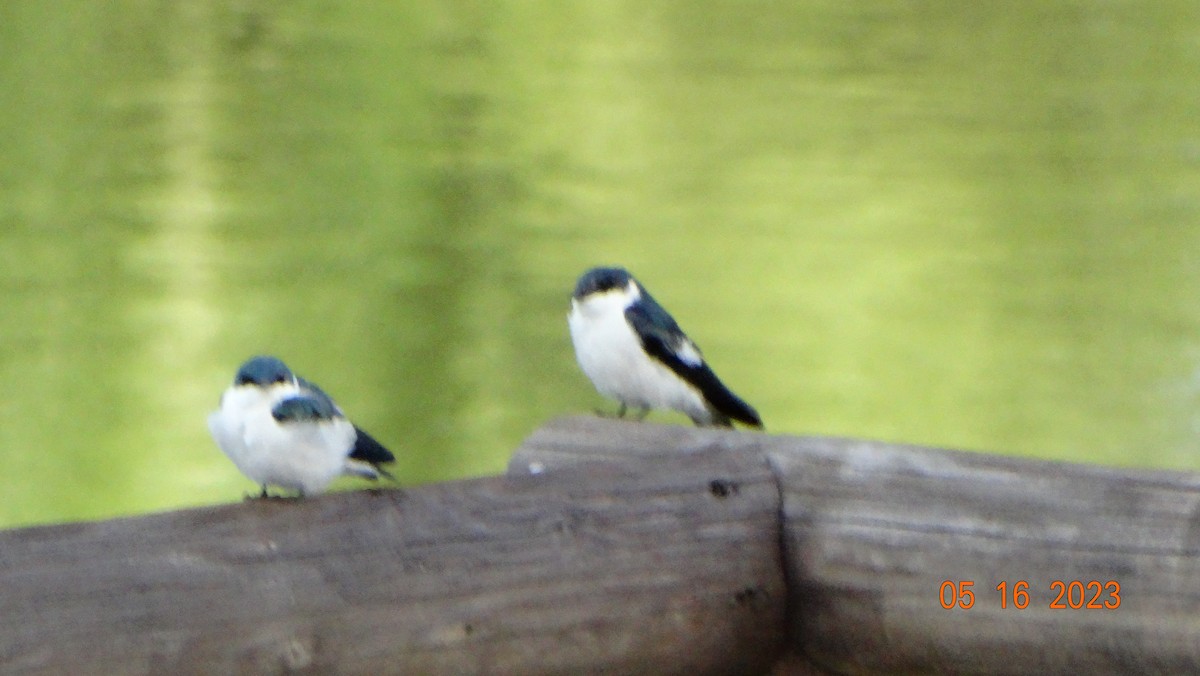 White-winged Swallow - Fabián Vela